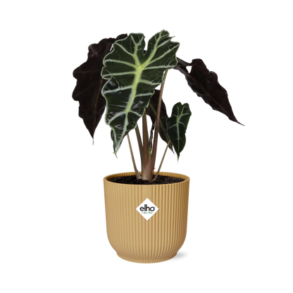 Alocasia 'Polly' in ELHO Vibes Fold 14 cm yellow