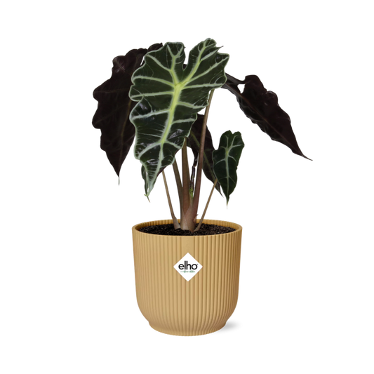 Alocasia 'Polly' in ELHO Vibes Fold 14 cm yellow