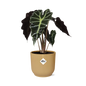 Alocasia 'Polly' in ELHO Vibes Fold 14 cm yellow