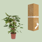 Homalomena Rubescens 'Maggy' – Ø24cm ↕90cm | Average maintenance
