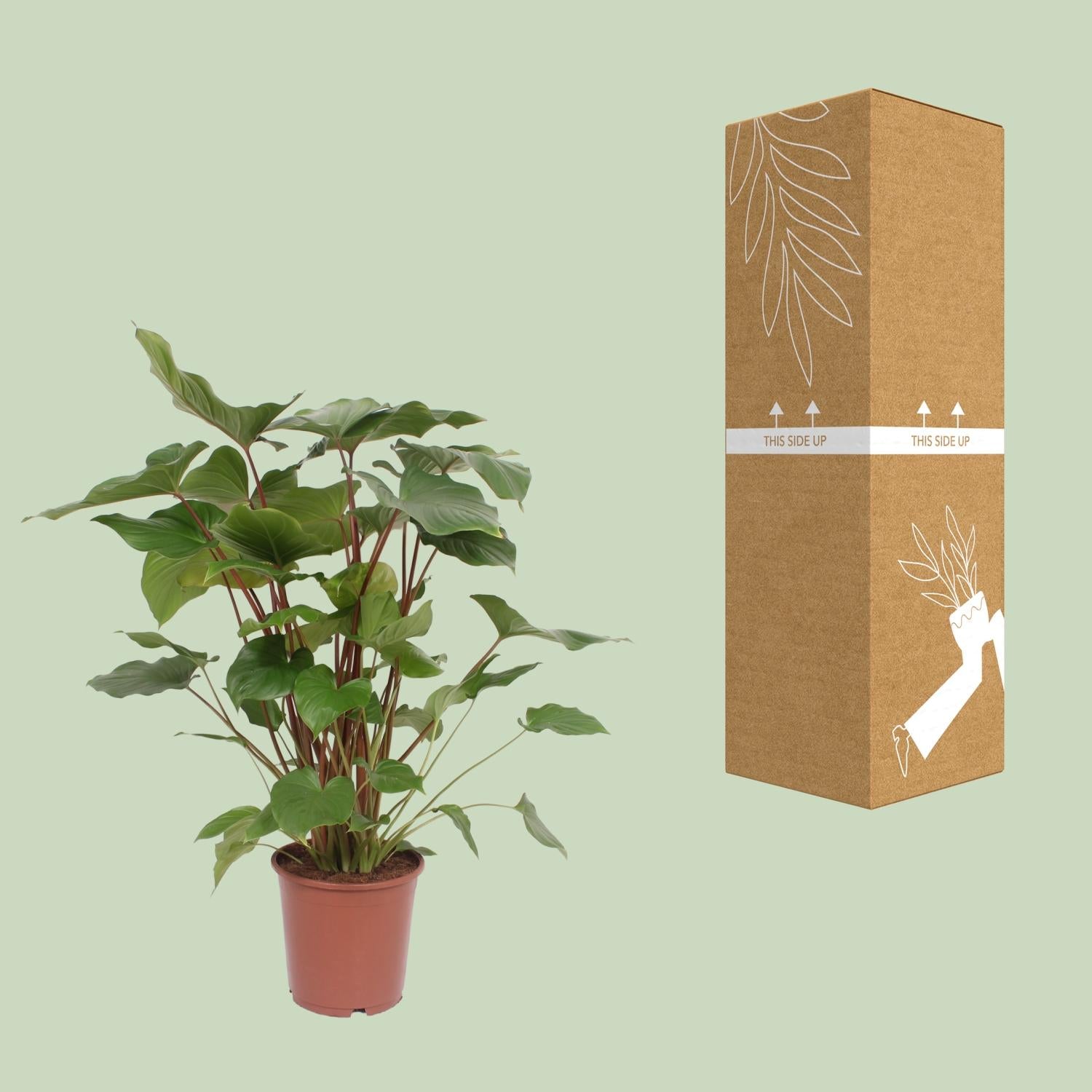 Homalomena Rubescens 'Maggy' – Ø24cm ↕90cm | Average maintenance
