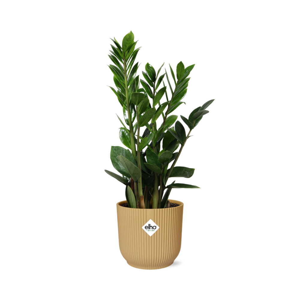 Zamioculcas (ZZ plant) – Height 45–50 cm in ELHO Vibes Fold 14 cm yellow