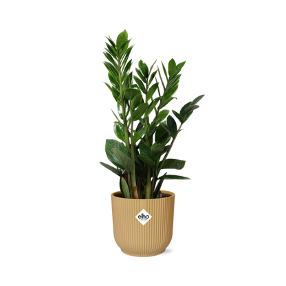 Zamioculcas (ZZ plant) – Height 45–50 cm in ELHO Vibes Fold 14 cm yellow