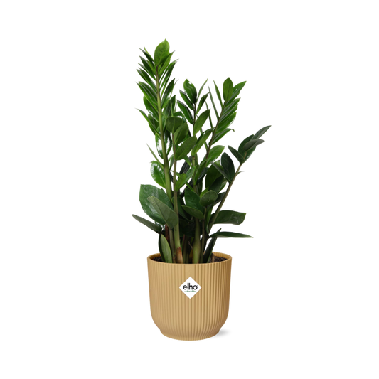 Zamioculcas (ZZ plant) – Height 45–50 cm in ELHO Vibes Fold 14 cm yellow