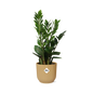 Zamioculcas (ZZ plant) – Height 45–50 cm in ELHO Vibes Fold 14 cm yellow
