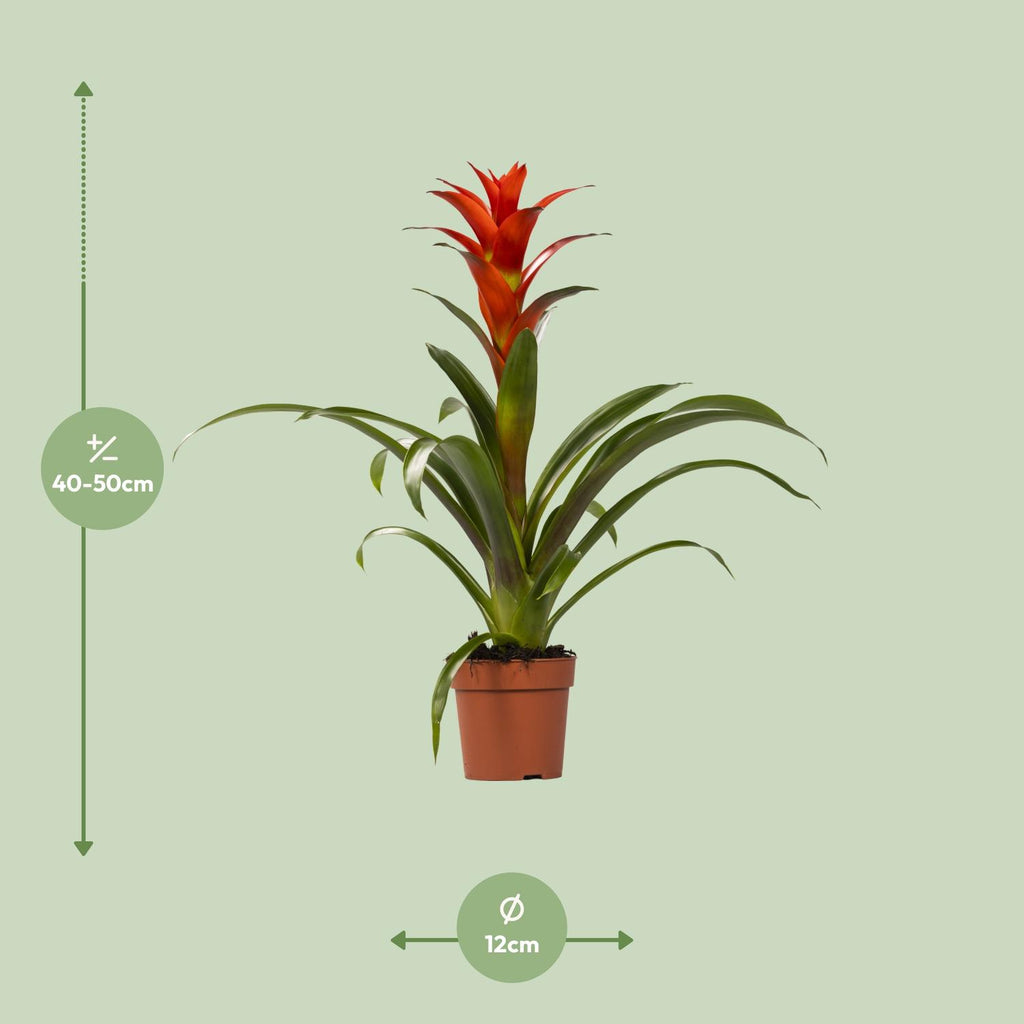 Guzmania Ostara – Ø12cm ↕45cm | Easy maintenance