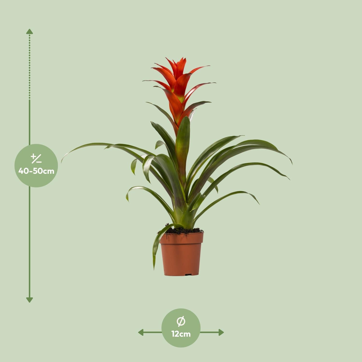 Guzmania Ostara – Ø12cm ↕45cm | Easy maintenance