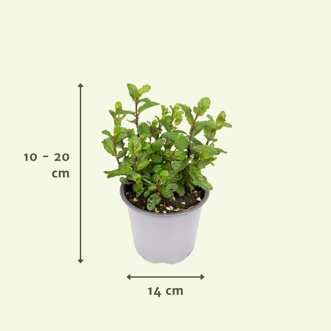 Garden Herb Mix – 4 pieces – Ø14cm – ↕18cm | The kitchen band – Easy maintenance