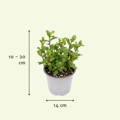 Garden Herb Mix – 4 pieces – Ø14cm – ↕18cm | The kitchen band – Easy maintenance
