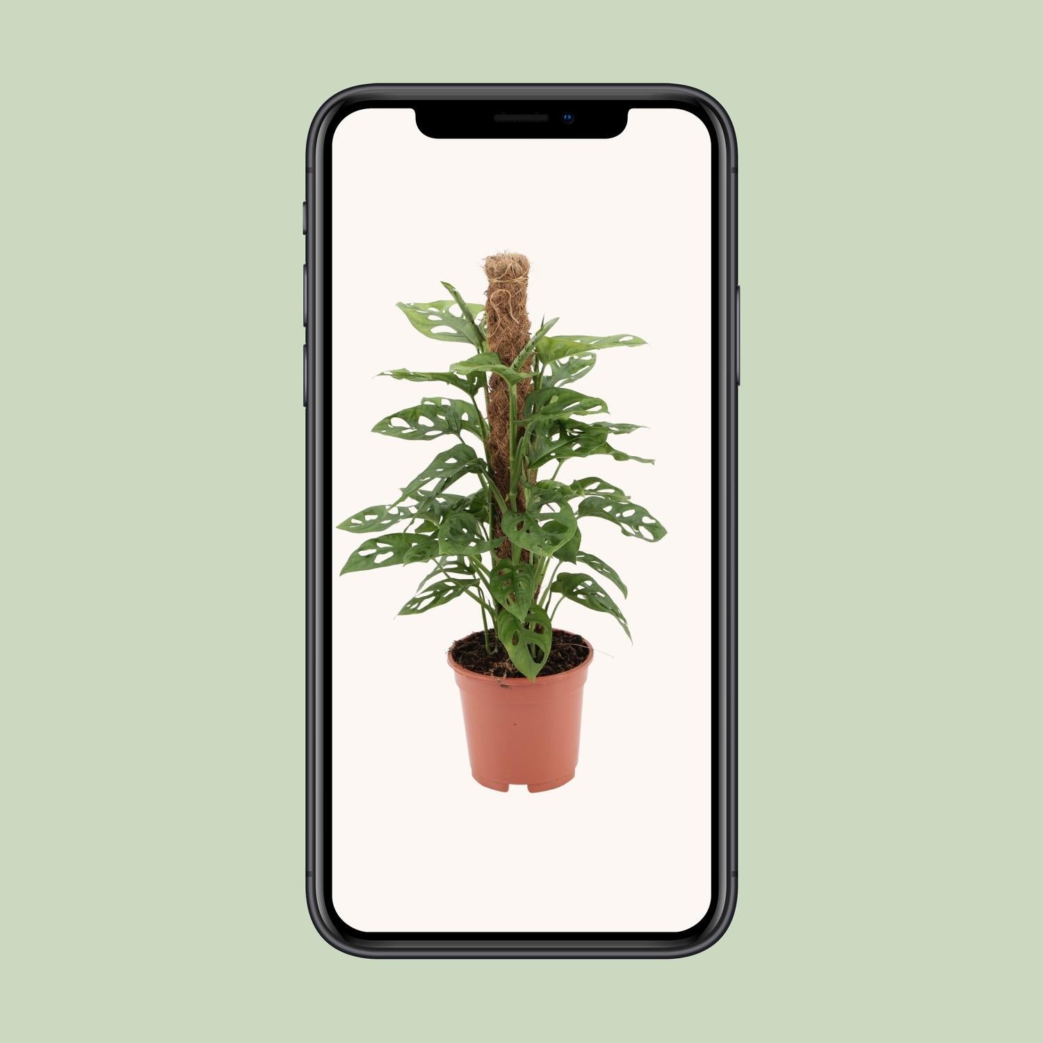 Monstera monkey - Ø17cm - ↕60cm | The jungle ninja – Easy maintenance