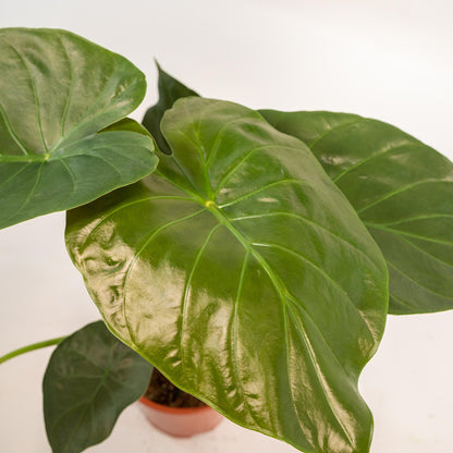 Alocasia Wentii (Elephant Ear) – Ø19cm ↕65cm + Basket Selin | Average maintenance
