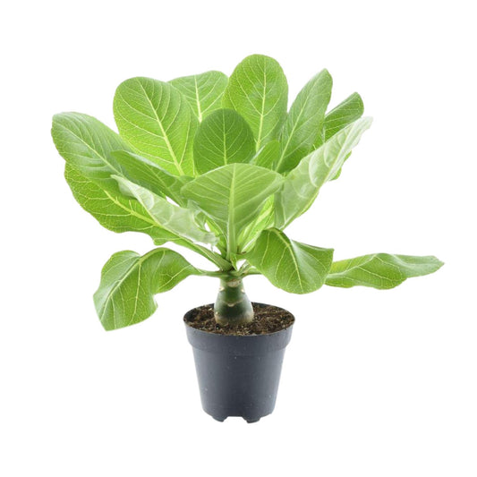 Brighamia insignis 'Hawaii Palm' P12 – Ø12cm ↕37cm | Average maintenance