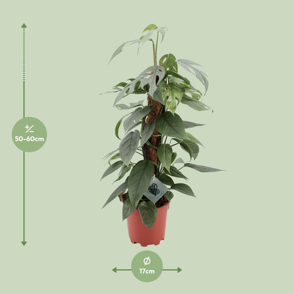 Epipremnum pinnatum ‘Cebu Blue’ - Ø17cm - ↕60cm | De staalblauwe slinger – Makkelijk onderhoud