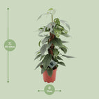 Epipremnum pinnatum ‘Cebu Blue’ - Ø17cm - ↕60cm | De staalblauwe slinger – Makkelijk onderhoud