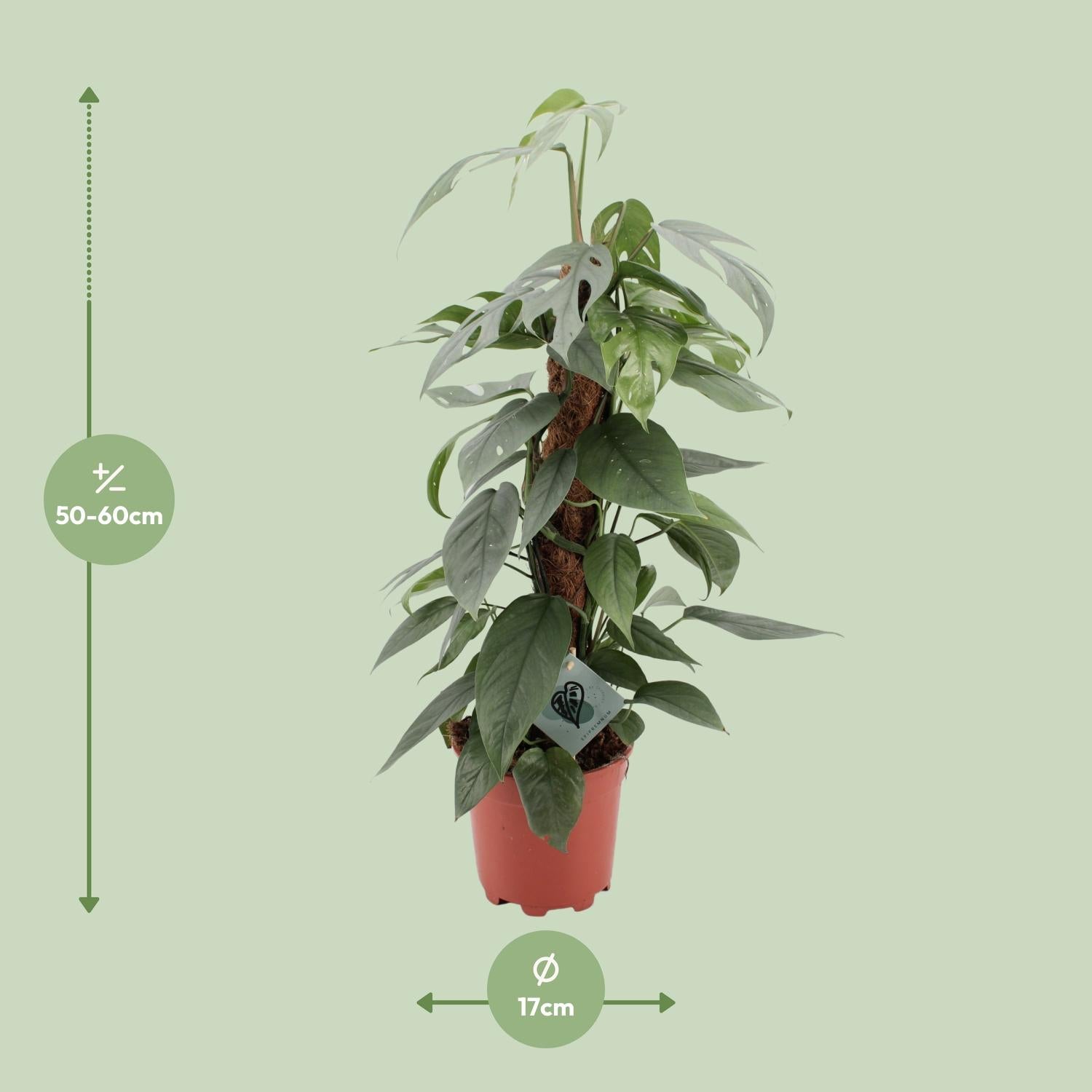 Epipremnum pinnatum ‘Cebu Blue’ - Ø17cm - ↕60cm | De staalblauwe slinger – Makkelijk onderhoud