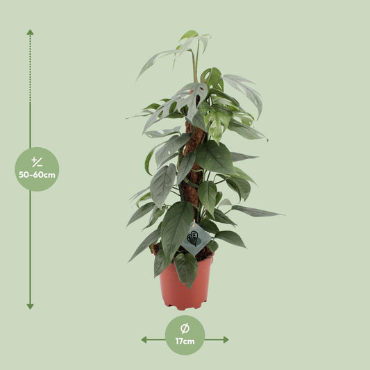 Epipremnum pinnatum 'Cebu Blue' - Ø17cm - ↕60cm | The steel-blue garland – Easy to maintain