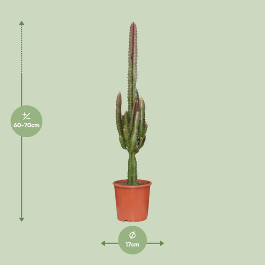 Euphorbia trigona 'Rubra' – Ø17cm ↕70cm | Burgundy Skyscraper – Easy Care