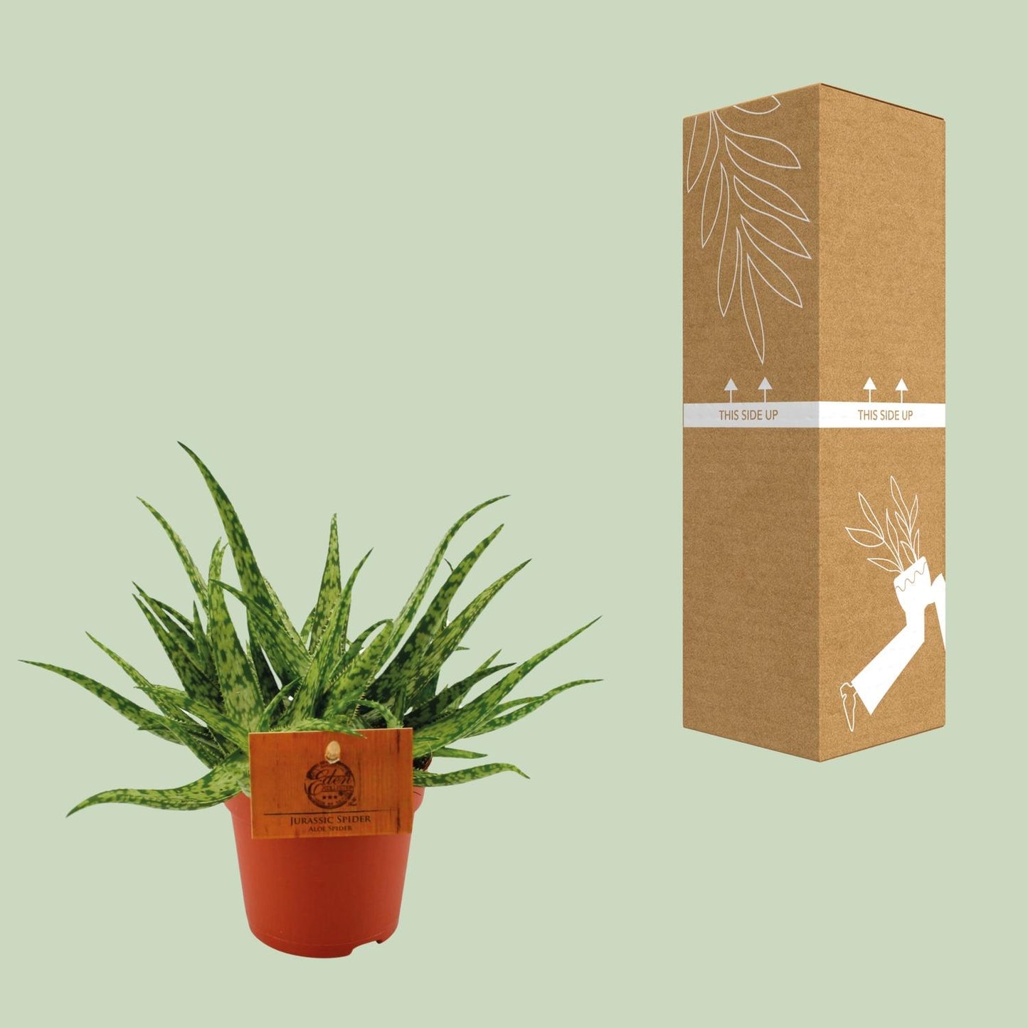 Aloe Spider – Ø10.5cm ↕15cm | Easy maintenance