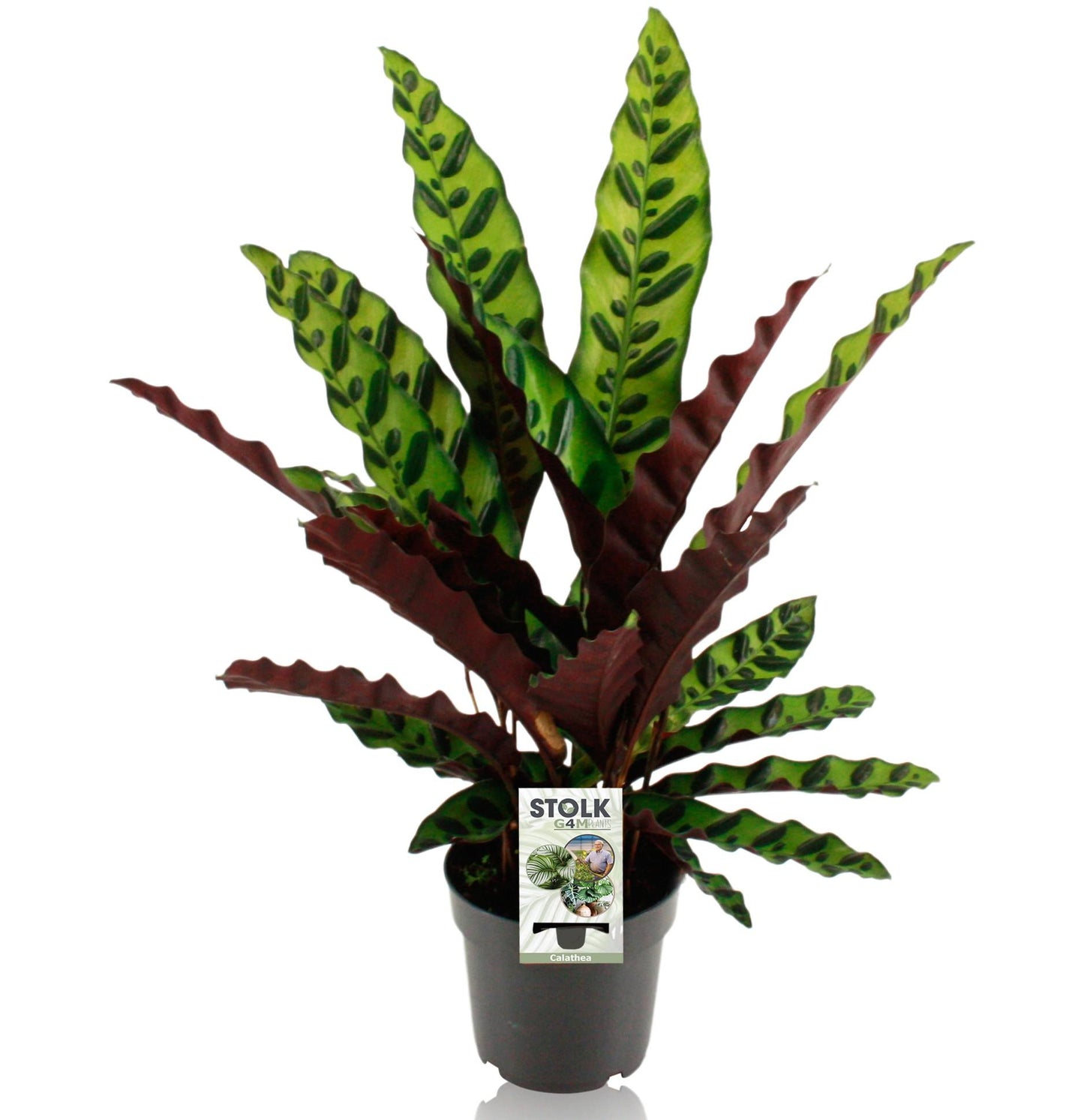 Calathea lancifolia 'Insignis' – Ø14cm ↕45cm | Average maintenance