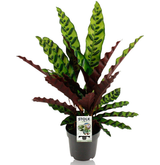Calathea lancifolia 'Insignis' – Ø14cm ↕45cm | Average maintenance