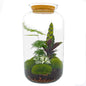 🌿🛠️ DIY Terrarium Sven XL – Botanical – 43 cm – Including tools