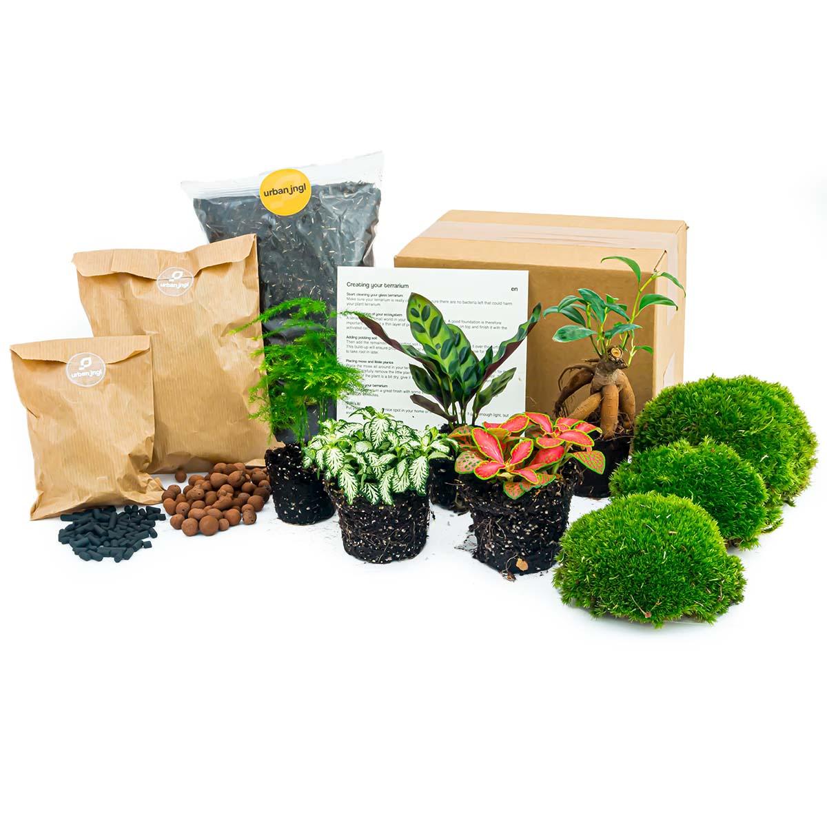 🎁 DIY Terrarium Refill – Starter Pack 5 Plants (M/L/XL)