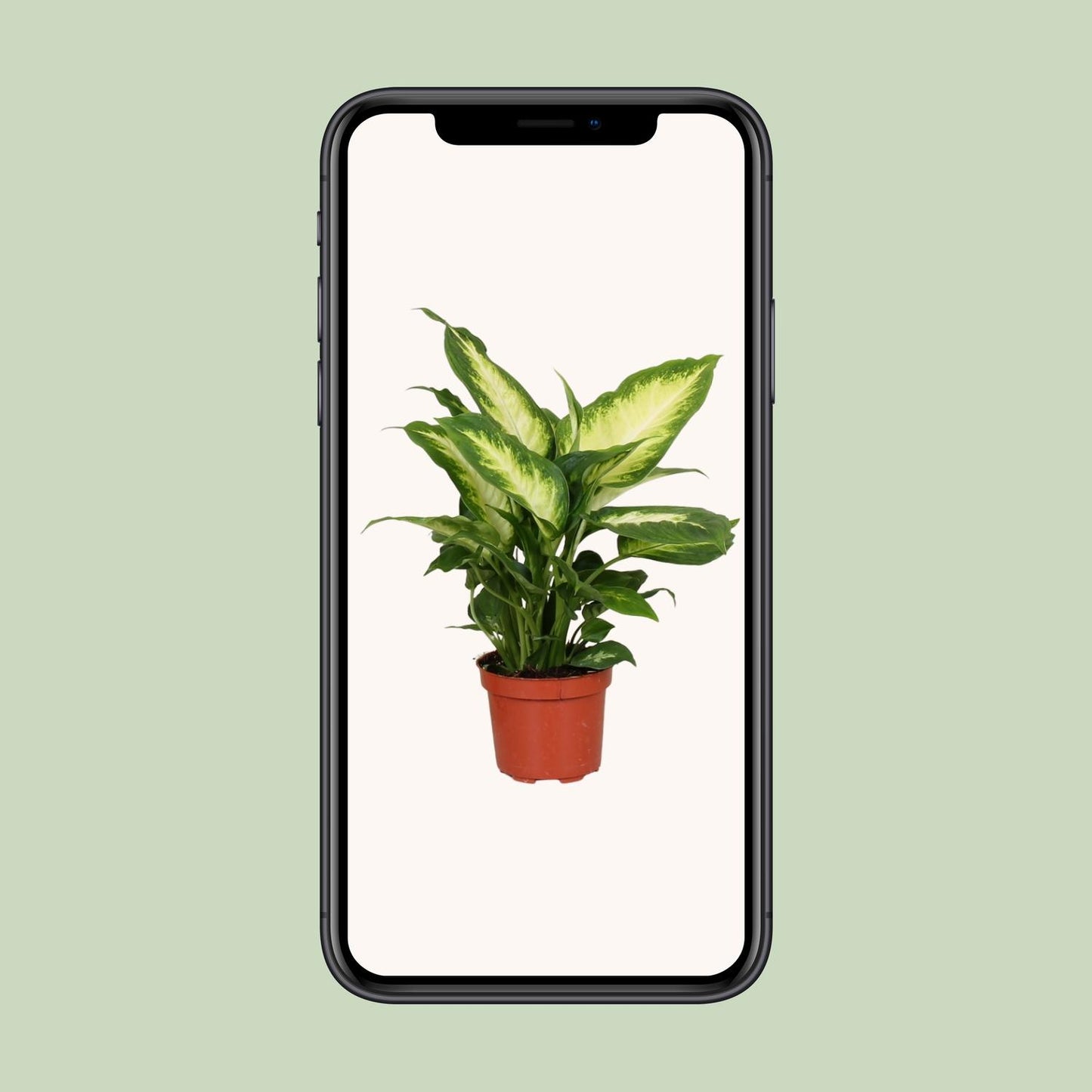 Dieffenbachia Camilla – Ø12cm ↕35cm | Average maintenance