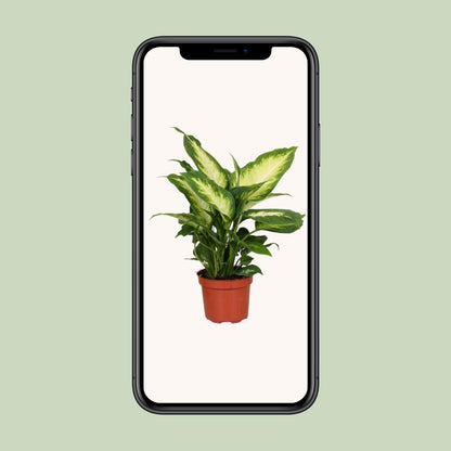 Dieffenbachia Camilla – Ø12cm ↕35cm | Average maintenance