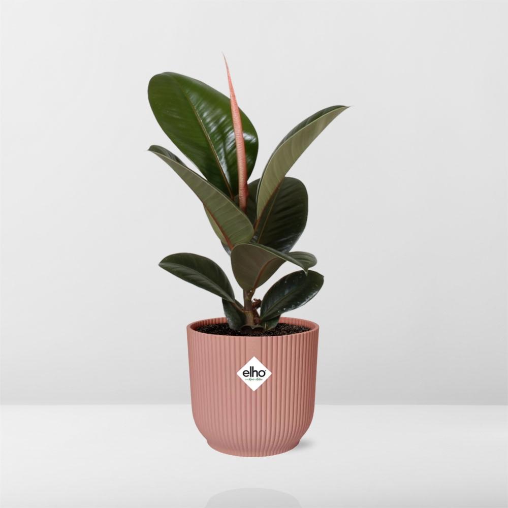 Ficus elastica 'Robusta' in ELHO Vibes Fold 14cm – Pink | Average maintenance