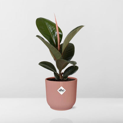 Ficus elastica 'Robusta' in ELHO Vibes Fold 14cm – Pink | Average maintenance
