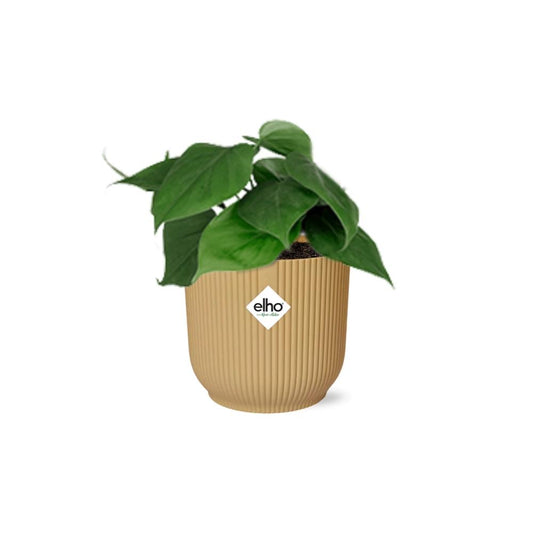 Epipremnum Pinnatum 'Golden Pothos' in ELHO Vibes Fold 14cm yellow | Golden glider – Easy care