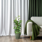 Epipremnum Pinnatum Mosstok 80cm Scindapsus – Ø19cm ↕80cm | Klimmer deluxe – Gemiddeld onderhoud