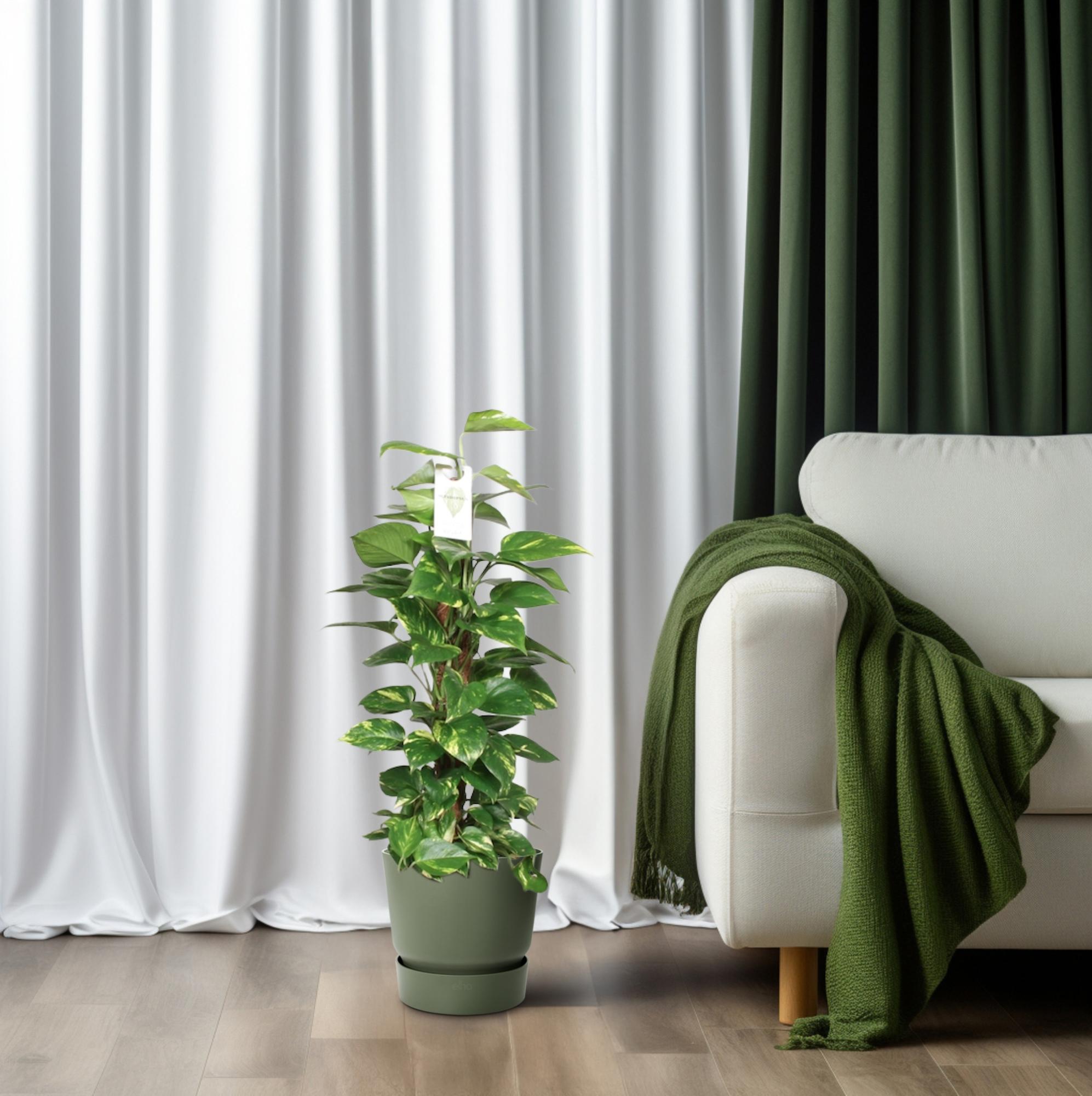 Epipremnum Pinnatum Mosstok 80cm Scindapsus – Ø19cm ↕80cm | Klimmer deluxe – Gemiddeld onderhoud