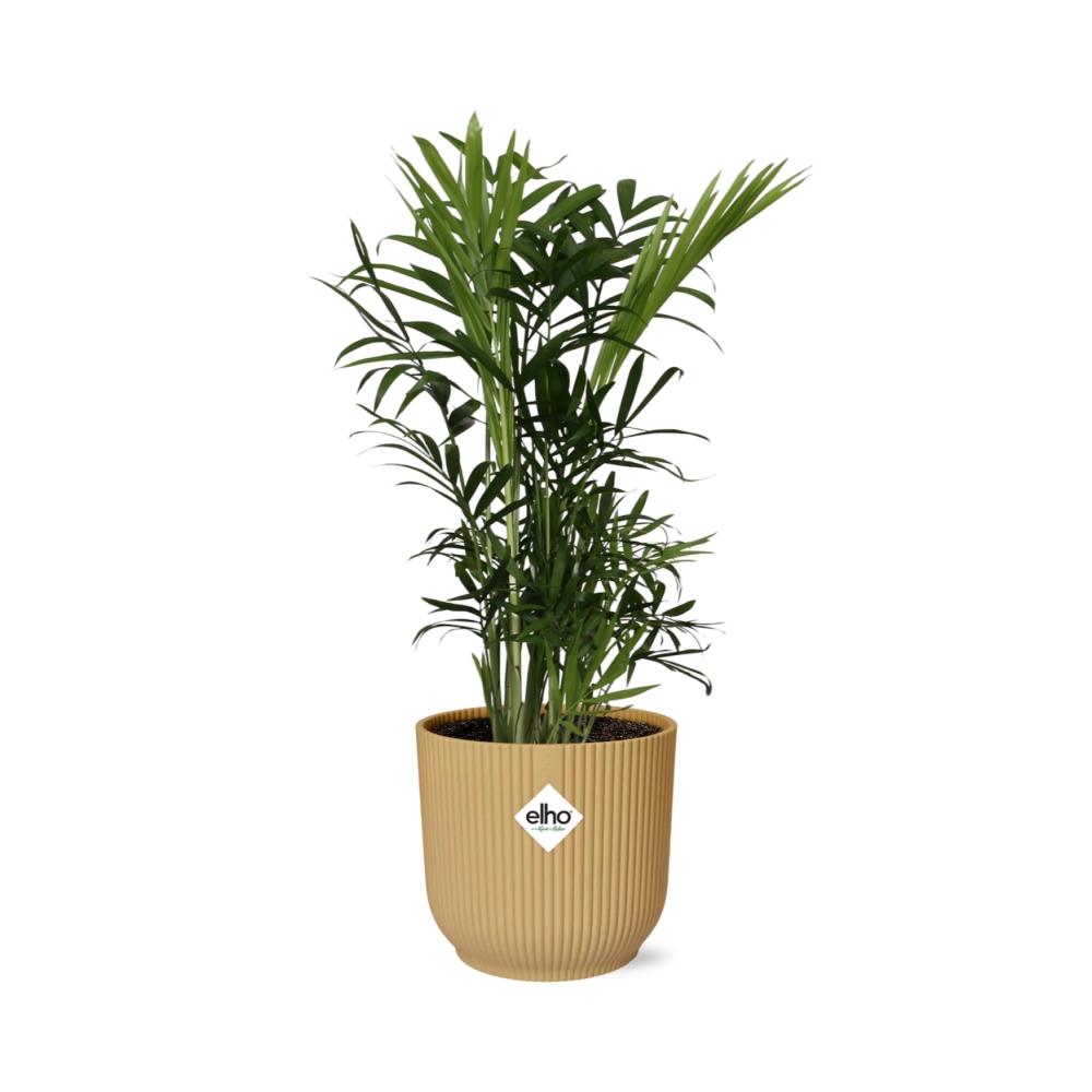 Chamaedorea elegans in ELHO Vibes Fold 14cm yellow | Mini palm, maxi vibes – Easy care