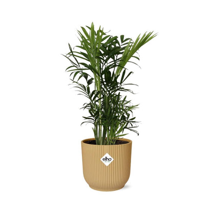 Chamaedorea elegans in ELHO Vibes Fold 14cm yellow | Mini palm, maxi vibes – Easy care