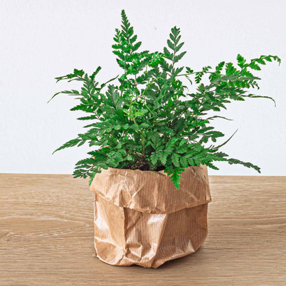 Fern – Athyrium spicatum – Terrarium plant – Pot size 6 | The forest breeze mini – Easy maintenance