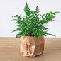 Fern – Athyrium spicatum – Terrarium plant – Pot size 6 | The forest breeze mini – Easy maintenance