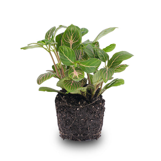 Fittonia Joly Josan – Ø8cm ↕10cm | Average maintenance
