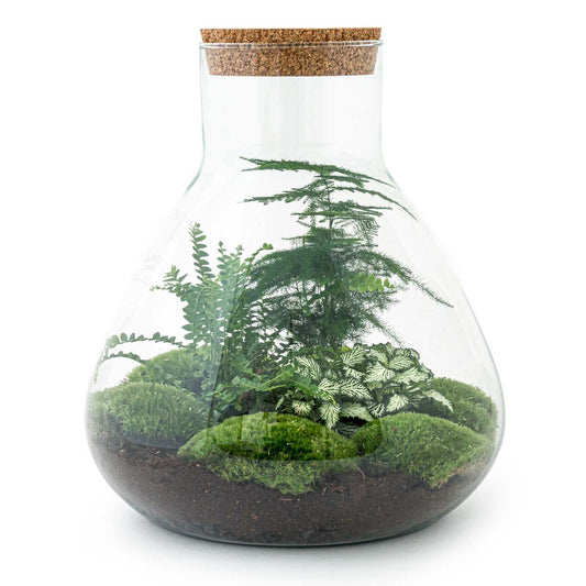 🌿🛠️ DIY Terrarium Sam XL – 35 cm – Including rake &amp; shovel