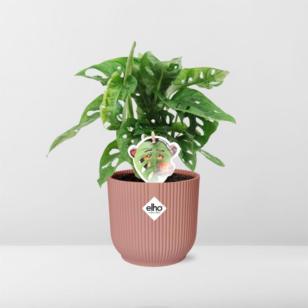 Monstera 'Monkey Leaf' in ELHO Vibes Fold 14cm pink | Playful hole fun – Average maintenance