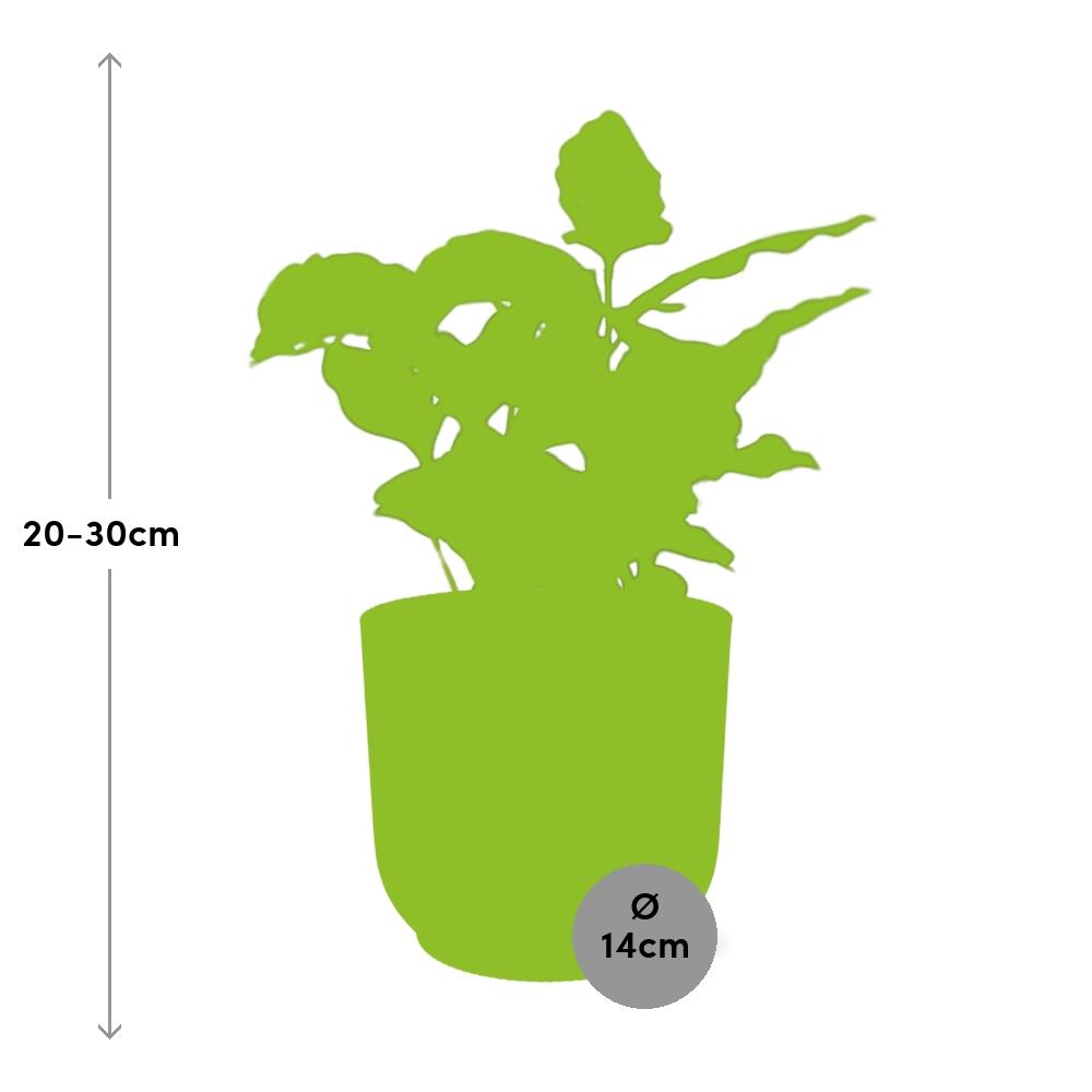 Coffea Arabica in ELHO Vibes Fold 14 cm yellow