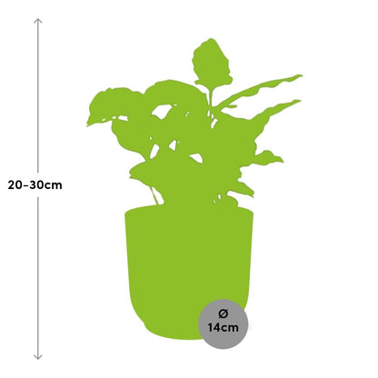 Coffea Arabica in ELHO Vibes Fold 14 cm yellow