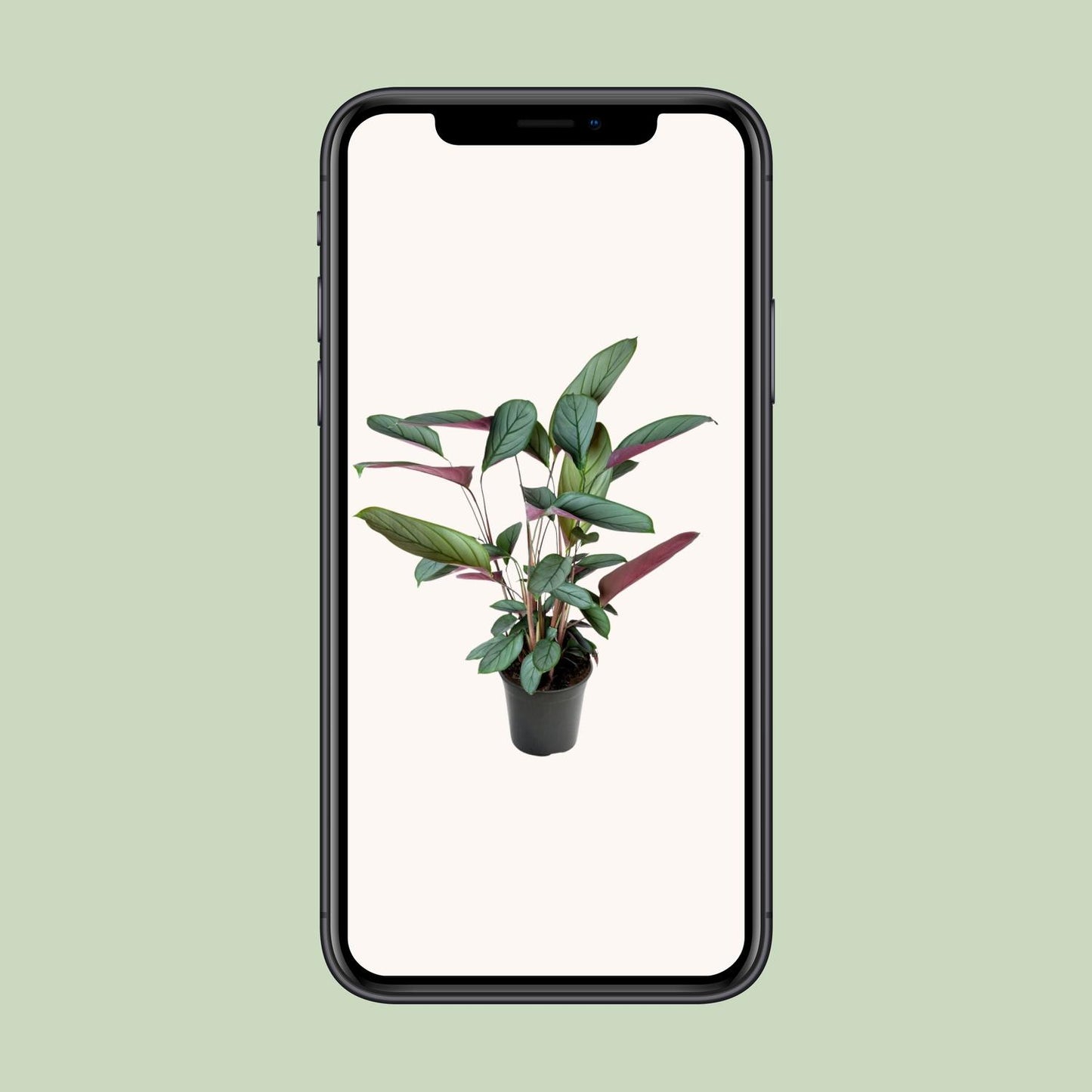 Ctenanthe Setosa – Ø17cm ↕60cm | Jungle Artist – Average maintenance