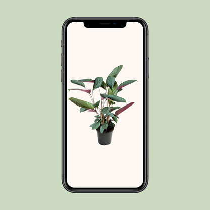 Ctenanthe Setosa – Ø17cm ↕60cm | Jungle Artist – Average maintenance