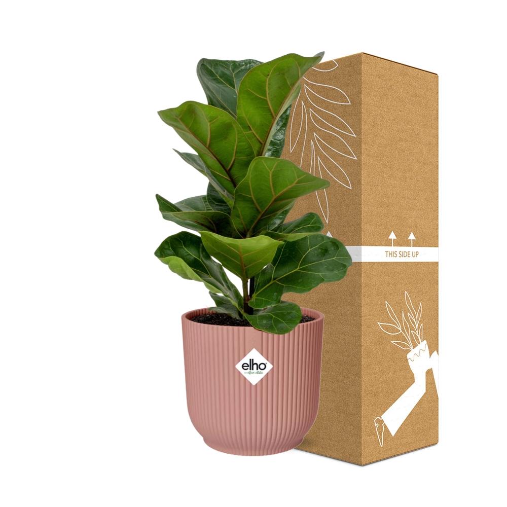 Ficus Lyrata 'Bambino' in ELHO Vibes Fold 14cm pink | The small violin – Average maintenance