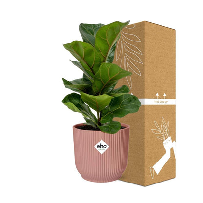Ficus Lyrata 'Bambino' in ELHO Vibes Fold 14cm pink | The small violin – Average maintenance