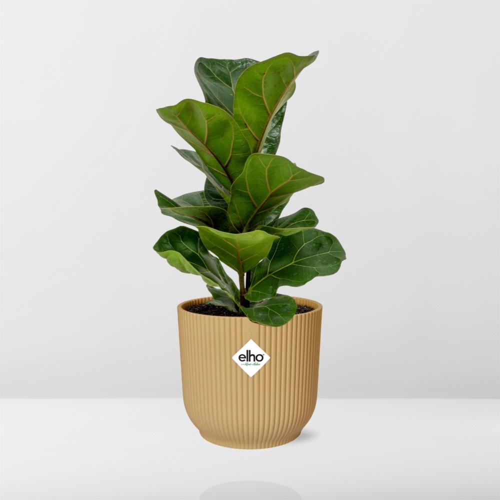 Ficus Lyrata 'Bambino' in ELHO Vibes Fold 14 cm yellow