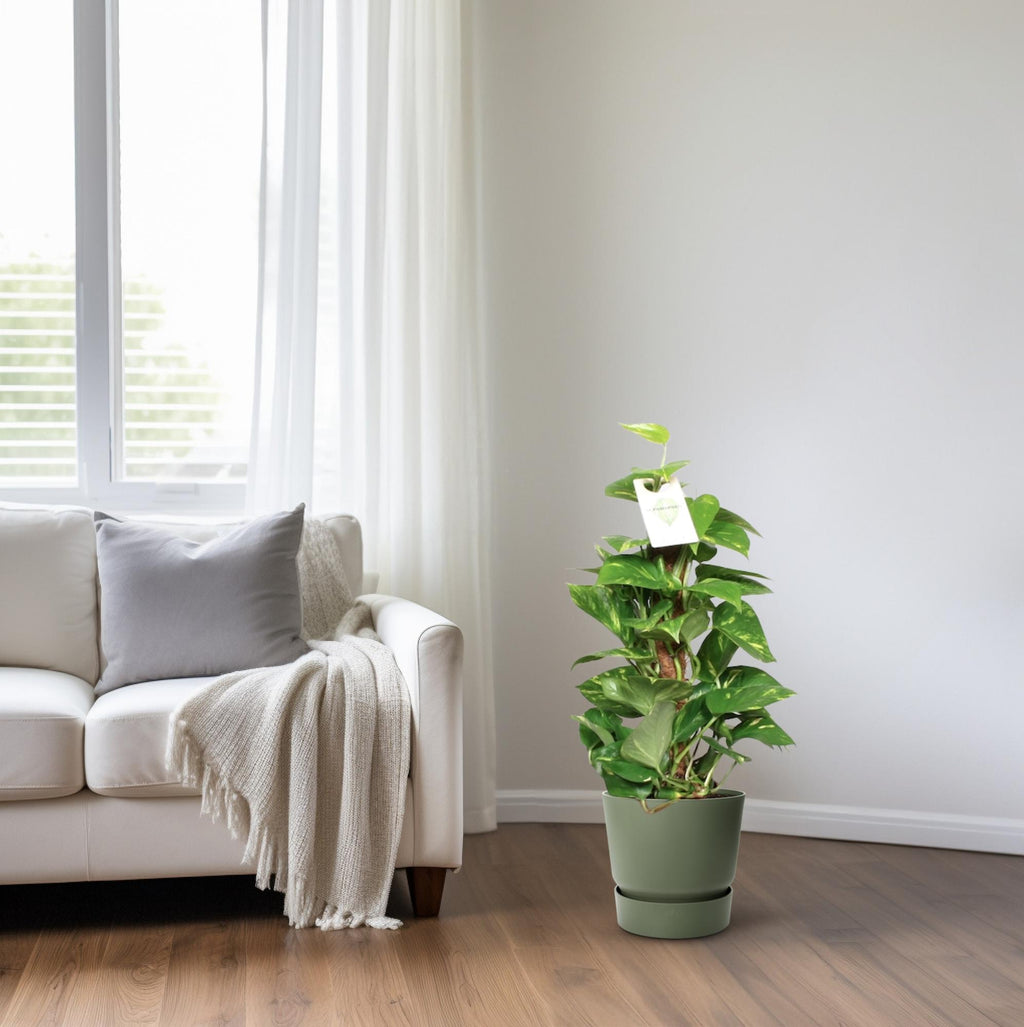Epipremnum pinnatum op mosstok – Ø15cm ↕60cm | Makkelijk onderhoud