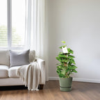 Epipremnum pinnatum op mosstok – Ø15cm ↕60cm | Makkelijk onderhoud