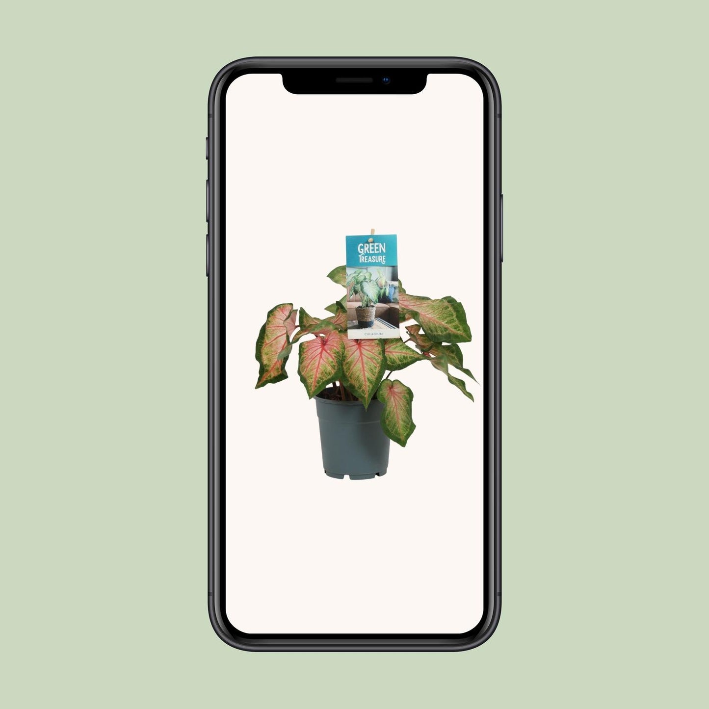 Caladium Pink - Ø12cm - ↕25cm | The Candy Crush – Challenging Maintenance